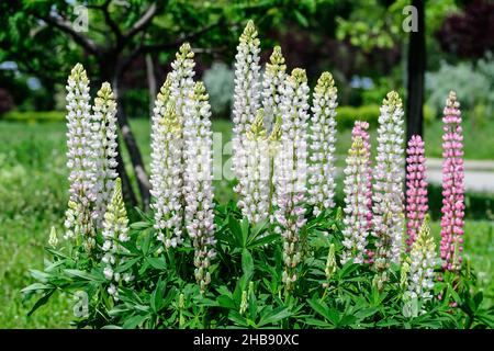 Beaucoup de fleurs blanches de Lupinus, communément connu sous le nom de lupin ou lupin, en pleine fleur et herbe verte dans un jardin ensoleillé de printemps, beau bac floral extérieur Banque D'Images