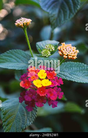 Photographie de fleurs sauvages en espagne. Banque D'Images