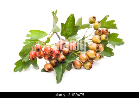 Hawthorn, rouge, baies, blanc, feuilles,branche, branche, plusieurs, couché, Crataegus monogyna,fermé, isolé, isolé, fermé, entier,herbe médicinale, fres Banque D'Images