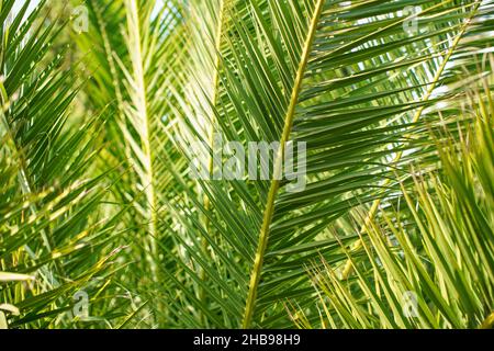 Feuilles de palmier vertes, le soleil brille en arrière-plan, seulement quelques lames se concentrent sur un arrière-plan tropical abstrait Banque D'Images