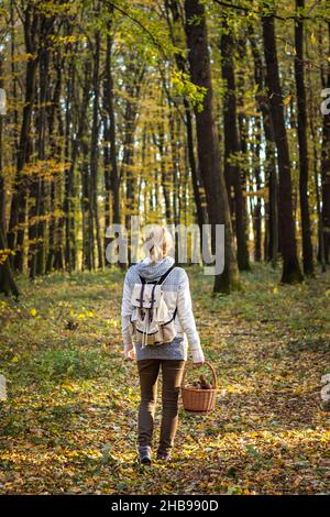 Femme avec des champignons dans un panier en osier marchant dans la forêt d'automne.Randonnée touristique dans les bois.Emballeuse à dos femelle à la recherche de champignons dans les feuilles mortes Banque D'Images