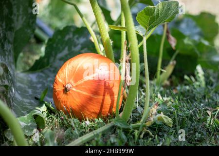 Potiron hokkaido dans le jardin biologique.Légumes mûrs dans le champ agricole.Culture de citrouilles à la ferme Banque D'Images