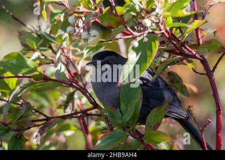 Oiseau gris (Dumetella carolinensis) perché sur une branche de Dogwood.Riverside Park, Kamloops, C.-B. Banque D'Images