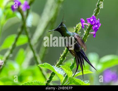 Un mâle de queue de Thorntail (Discosura popelairii) à crête métallique se nourrissant de fleurs.Équateur, Amérique du Sud. Banque D'Images