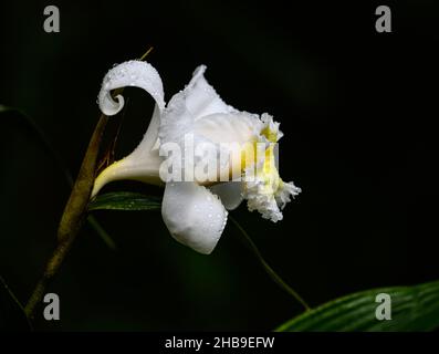 Une fleur blanche d'orchidée Sobralia virginalis en pleine floraison.Équateur, Amérique du Sud. Banque D'Images