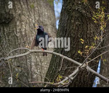 European Starling (Sturnus vulgaris) perché sur une branche à bec ouvert, parc Lady Bird Johnson, Washington, DC Banque D'Images