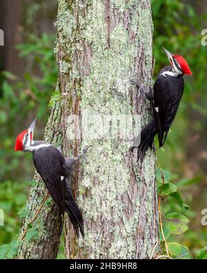 Deux pics à bois piléés (Dryocopus pileatus) sur le tronc des arbres, Huntley Meadows, va Banque D'Images