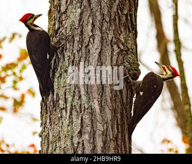 Deux pics à bois piléés (Dryocopus pileatus) sur le tronc des arbres, Huntley Meadows, va Banque D'Images