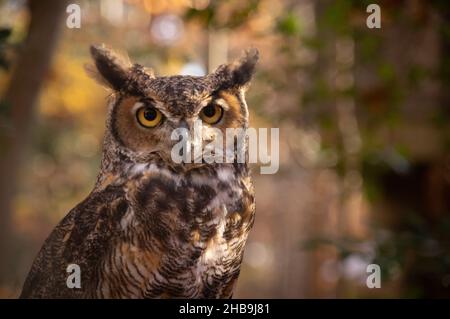 Grand hibou des cornes (Bubo virginianus, Walker nature Preserve, Reston, Virginie Banque D'Images