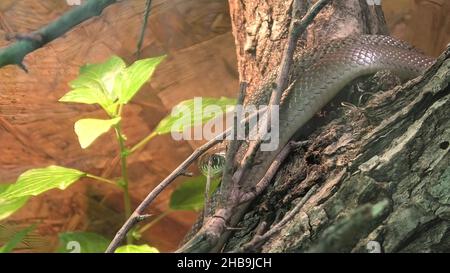 Serpent fouet des Balkans dans la famille des Colubridae.Hierophis gemonensis espèce vivant en Italie, en Grèce et dans les pays des Balkans et elle est non venimeuse Banque D'Images