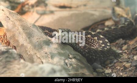 Vipère de prairie venimeux ou additionneur de prairie.Vipera ursinii macrops d'Europe et de l'est, en particulier en France, en Italie et en Grèce.Ursinii Banque D'Images