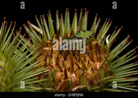 Gros plan d'un insecte de bouclier vert sur une plante épineuse Banque D'Images