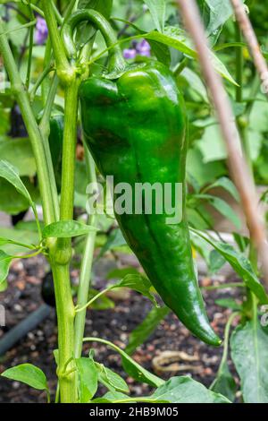 Issaquah, Washington, États-Unis.Poivre de Poblano, un piment doux.Séché, il est appelé ancho ou chili ancho.Farci frais et torréfié, il est po Banque D'Images