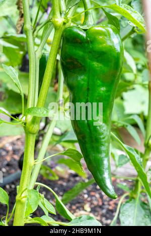 Issaquah, Washington, États-Unis.Poivre de Poblano, un piment doux.Séché, il est appelé ancho ou chili ancho.Farci frais et torréfié, il est po Banque D'Images