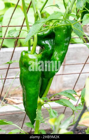 Issaquah, Washington, États-Unis.Poivre de Poblano, un piment doux.Séché, il est appelé ancho ou chili ancho.Farci frais et torréfié, il est po Banque D'Images