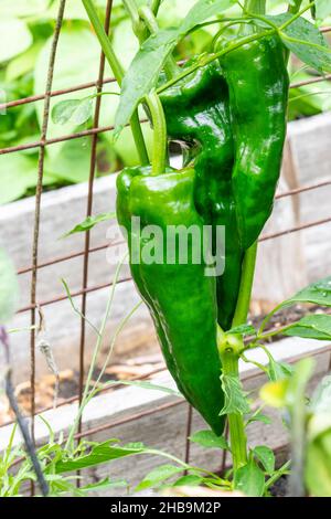 Issaquah, Washington, États-Unis.Poivre de Poblano, un piment doux.Séché, il est appelé ancho ou chili ancho.Farci frais et torréfié, il est po Banque D'Images