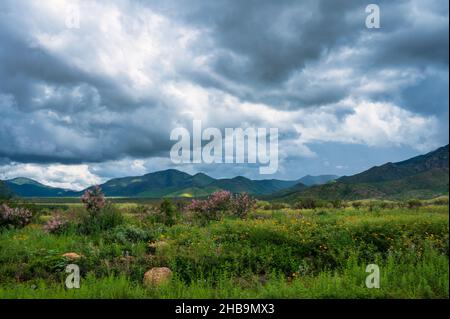 Pâturage vert avec fleurs et montagnes à distance, nuages sombres Banque D'Images