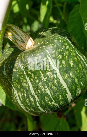 Issaquah, Washington, États-Unis.Plante de courge Buttercup Heirloom, une croix entre les variétés Essex et Quality.Ils sont un type de calaque d'hiver de kabocha Banque D'Images