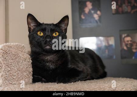 Lynwood, Washington, États-Unis.Jeune chat noir, M. Pickles, sur sa tour de chat. Banque D'Images