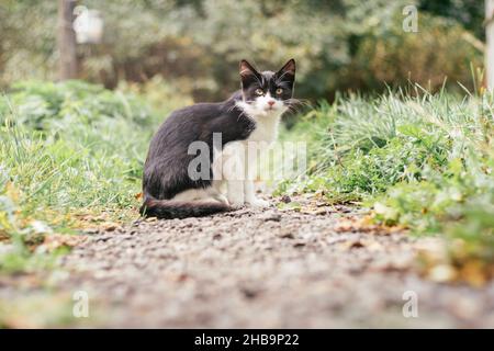 Le petit chaton noir et blanc de 4 mois se trouve sur le chemin parmi l'herbe verte floue Banque D'Images