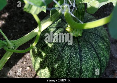 Vue rapprochée d'une citrouille verte non mûre encore attachée à la vigne, dans un jardin d'intérieur Banque D'Images