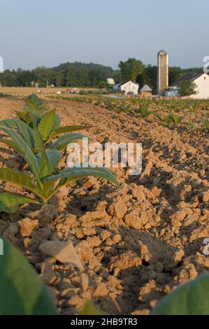 Vue à faible angle des rangées de petites plants de tabac en plein soleil le matin, avec une ferme amish et un silo en arrière-plan Banque D'Images