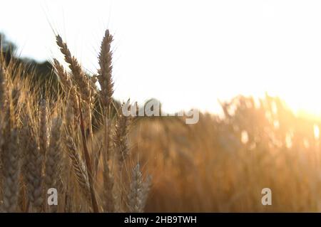 Des têtes de blé doré se balançant au soleil du matin Banque D'Images