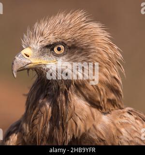 Gros plan d'un cerf-volant noir (Milvus migrans).Photographié à la réserve naturelle d'Ein Afek, Israël, en octobre. Banque D'Images