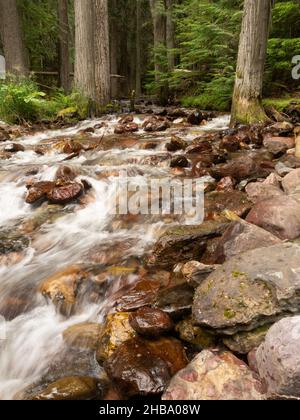 Vue à angle bas des rochers humides et des rochers le long du bord du ruisseau Sprague dans le parc national Glacier, Montana, avec des troncs d'arbres forestiers anciens dans le Banque D'Images