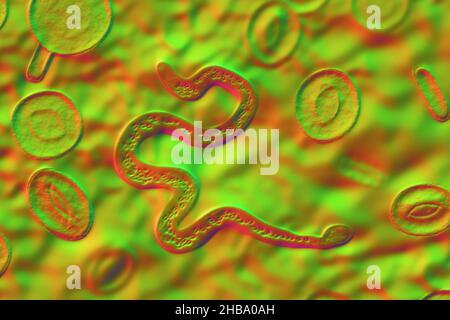 Illustration informatique de Brugia malayi, un ver nématode parasite et cause de la filariose lymphatique humaine (éléphantiasis).Brugia malayi est un nématode Banque D'Images