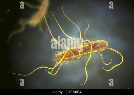 Bactéries Escherichia coli, illustration informatique.E. coli est une bactérie en forme de tige (bacille).Sa membrane cellulaire est recouverte de filaments fins appelés pili ou fimbriae.Les structures capillaires appelées flagelles à l'arrière de chaque bactérie fournissent la propulsion pour la faire bouger.E. coli est un composant normal de la flore bactérienne intestinale, mais dans certaines conditions, certaines souches peuvent causer des infections graves comme la gastro-entérite. Banque D'Images