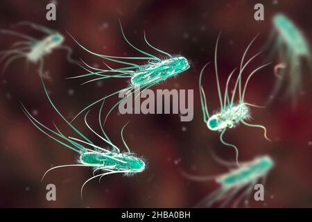 Bactéries Escherichia coli, illustration informatique.E. coli est une bactérie en forme de tige (bacille).Sa membrane cellulaire est recouverte de filaments fins appelés pili ou fimbriae.Les structures capillaires appelées flagelles à l'arrière de chaque bactérie fournissent la propulsion pour la faire bouger.E. coli est un composant normal de la flore bactérienne intestinale, mais dans certaines conditions, certaines souches peuvent causer des infections graves comme la gastro-entérite. Banque D'Images