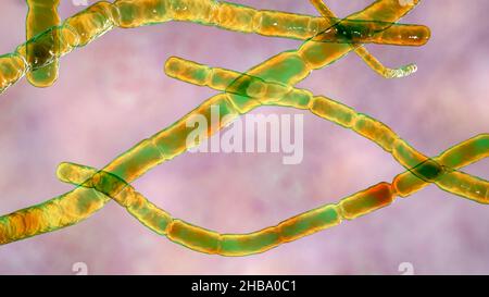 Bactéries Nocardia, illustration informatique.Il s'agit de bactéries filamenteuses à ramification Gram-positive qui se fragmentent en formes bacillaires et coccoïdes et causent la nocardiose (bactéries autrefois identifiées comme complexe Nocardia asteroides,Qui sont maintenant séparés en plusieurs espèces basées sur des études moléculaires, telles que N. abscessus, N. cyriacigeorgica, N. nova et d'autres), une infection pulmonaire rare qui affecte les personnes dont le système immunitaire est affaibli.Un autre type (N. brasiliensis et autre) provoque l'actinomycétome, une infection tropicale de la peau et des os. Banque D'Images