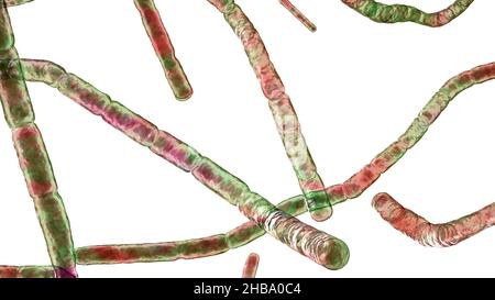 Bactéries Nocardia, illustration informatique.Il s'agit de bactéries filamenteuses à ramification Gram-positive qui se fragmentent en formes bacillaires et coccoïdes et causent la nocardiose (bactéries autrefois identifiées comme complexe Nocardia asteroides,Qui sont maintenant séparés en plusieurs espèces basées sur des études moléculaires, telles que N. abscessus, N. cyriacigeorgica, N. nova et d'autres), une infection pulmonaire rare qui affecte les personnes dont le système immunitaire est affaibli.Un autre type (N. brasiliensis et autre) provoque l'actinomycétome, une infection tropicale de la peau et des os. Banque D'Images