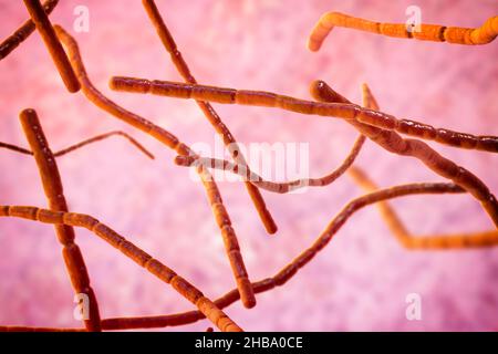 Bactéries Nocardia, illustration informatique.Il s'agit de bactéries filamenteuses à ramification Gram-positive qui se fragmentent en formes bacillaires et coccoïdes et causent la nocardiose (bactéries autrefois identifiées comme complexe Nocardia asteroides,Qui sont maintenant séparés en plusieurs espèces basées sur des études moléculaires, telles que N. abscessus, N. cyriacigeorgica, N. nova et d'autres), une infection pulmonaire rare qui affecte les personnes dont le système immunitaire est affaibli.Un autre type (N. brasiliensis et autre) provoque l'actinomycétome, une infection tropicale de la peau et des os. Banque D'Images