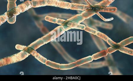 Bactéries Nocardia, illustration informatique.Il s'agit de bactéries filamenteuses à ramification Gram-positive qui se fragmentent en formes bacillaires et coccoïdes et causent la nocardiose (bactéries autrefois identifiées comme complexe Nocardia asteroides,Qui sont maintenant séparés en plusieurs espèces basées sur des études moléculaires, telles que N. abscessus, N. cyriacigeorgica, N. nova et d'autres), une infection pulmonaire rare qui affecte les personnes dont le système immunitaire est affaibli.Un autre type (N. brasiliensis et autre) provoque l'actinomycétome, une infection tropicale de la peau et des os. Banque D'Images