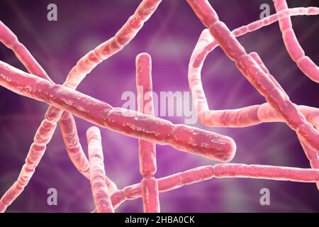 Bactéries Nocardia, illustration informatique.Il s'agit de bactéries filamenteuses à ramification Gram-positive qui se fragmentent en formes bacillaires et coccoïdes et causent la nocardiose (bactéries autrefois identifiées comme complexe Nocardia asteroides,Qui sont maintenant séparés en plusieurs espèces basées sur des études moléculaires, telles que N. abscessus, N. cyriacigeorgica, N. nova et d'autres), une infection pulmonaire rare qui affecte les personnes dont le système immunitaire est affaibli.Un autre type (N. brasiliensis et autre) provoque l'actinomycétome, une infection tropicale de la peau et des os. Banque D'Images