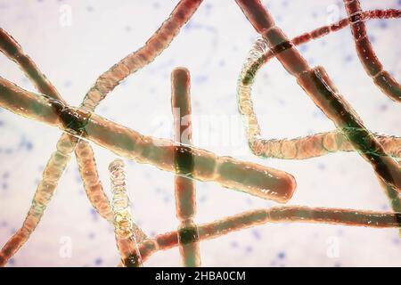 Bactéries Nocardia, illustration informatique.Il s'agit de bactéries filamenteuses à ramification Gram-positive qui se fragmentent en formes bacillaires et coccoïdes et causent la nocardiose (bactéries autrefois identifiées comme complexe Nocardia asteroides,Qui sont maintenant séparés en plusieurs espèces basées sur des études moléculaires, telles que N. abscessus, N. cyriacigeorgica, N. nova et d'autres), une infection pulmonaire rare qui affecte les personnes dont le système immunitaire est affaibli.Un autre type (N. brasiliensis et autre) provoque l'actinomycétome, une infection tropicale de la peau et des os. Banque D'Images