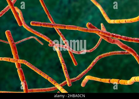 Bactéries Nocardia, illustration informatique.Il s'agit de bactéries filamenteuses à ramification Gram-positive qui se fragmentent en formes bacillaires et coccoïdes et causent la nocardiose (bactéries autrefois identifiées comme complexe Nocardia asteroides,Qui sont maintenant séparés en plusieurs espèces basées sur des études moléculaires, telles que N. abscessus, N. cyriacigeorgica, N. nova et d'autres), une infection pulmonaire rare qui affecte les personnes dont le système immunitaire est affaibli.Un autre type (N. brasiliensis et autre) provoque l'actinomycétome, une infection tropicale de la peau et des os. Banque D'Images