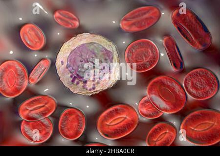Basophile globules blancs et globules rouges, illustration.Les basophiles sont les plus petits et les moins communs des globules blancs.Ils sont impliqués dans des réactions allergiques et inflammatoires et sécrètent les produits chimiques héparine, histamine et sérotonine, qui sont stockés dans des granules (pourpre) dans le cytoplasme de la cellule. Banque D'Images