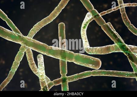 Bactéries Nocardia, illustration informatique.Il s'agit de bactéries filamenteuses à ramification Gram-positive qui se fragmentent en formes bacillaires et coccoïdes et causent la nocardiose (bactéries autrefois identifiées comme complexe Nocardia asteroides,Qui sont maintenant séparés en plusieurs espèces basées sur des études moléculaires, telles que N. abscessus, N. cyriacigeorgica, N. nova et d'autres), une infection pulmonaire rare qui affecte les personnes dont le système immunitaire est affaibli.Un autre type (N. brasiliensis et autre) provoque l'actinomycétome, une infection tropicale de la peau et des os. Banque D'Images