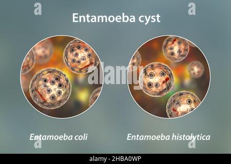 Kystes d'Entamoeba protozoans, E. coli et E. histolityca, illustration informatique.E. coli est un amibe non pathogène, son kyste est de 15-25 micromètres, possède huit noyaux et une barre chromatoïdale allongée avec des extrémités fracturées (rouge foncé).E. histolytica est un protozoaire parasite qui provoque une dysenterie amibienne chez l'homme après l'ingestion de kystes infectieux dans des aliments ou de l'eau contaminés.Le kyste mature de E. histolytica est de 10-20 micromètres, possède quatre noyaux et une barre chromatoïdale allongée arrondie (rouge foncé). Banque D'Images