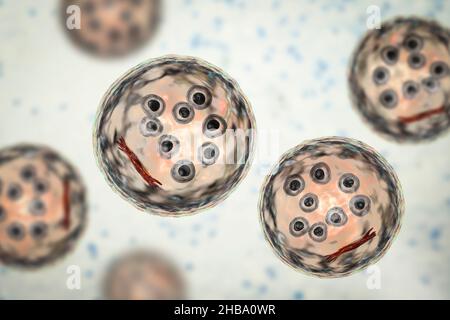 Kystes de protozoaires d'Entamoeba coli, illustration informatique.E. coli est un amibe non pathogène, son kyste est de 15-25 micromètres, possède huit noyaux et une barre chromatoïdale allongée avec des extrémités fracturées (rouge foncé). Banque D'Images