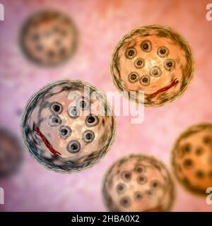 Kystes de protozoaires d'Entamoeba coli, illustration informatique.E. coli est un amibe non pathogène, son kyste est de 15-25 micromètres, possède huit noyaux et une barre chromatoïdale allongée avec des extrémités fracturées (rouge foncé). Banque D'Images