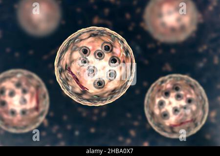 Kystes de protozoaires d'Entamoeba coli, illustration informatique.E. coli est un amibe non pathogène, son kyste est de 15-25 micromètres, possède huit noyaux et une barre chromatoïdale allongée avec des extrémités fracturées (rouge foncé). Banque D'Images