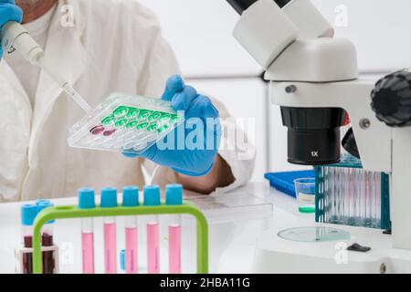 Un scientifique pipetant des échantillons dans une plaque. Banque D'Images