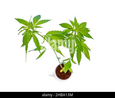 Plante de cannabis sur le pot de fleurs bannière de plante de cannabis.Chanvre ou plante de cannabis en pot de fleur isolé sur fond bleu. Banque D'Images