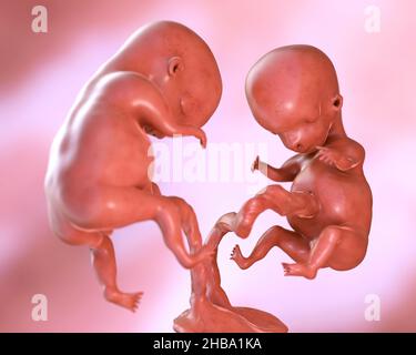 Illustration D Une Femme Enceinte Et Le Fœtus De 14 Semaines Photo Stock Alamy