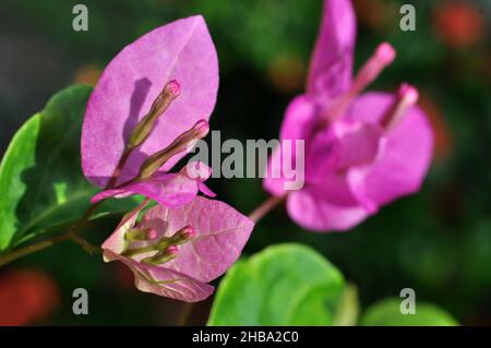 Bougainvillea spectabilis également connu sous le nom de grand bougainvillea est une espèce de plante à fleurs.Il est originaire du Brésil, de la Bolivie, du Pérou et du CH de l'Argentine Banque D'Images