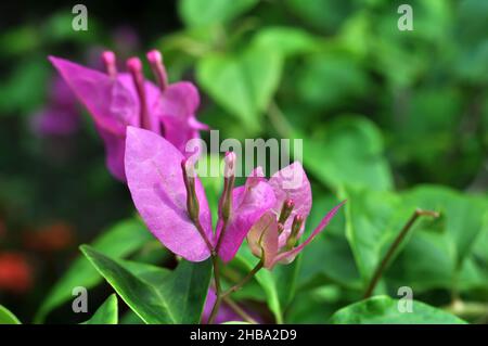 Bougainvillea spectabilis également connu sous le nom de grand bougainvillea est une espèce de plante à fleurs.Il est originaire du Brésil, de la Bolivie, du Pérou et du CH de l'Argentine Banque D'Images